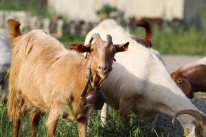 Goat with grass in its mouth looking at camera. photo