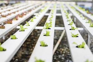 Small seedlings of lettuce grown in planting trays. photo