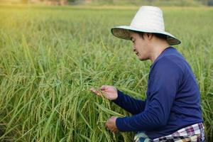 un agricultor asiático está en un campo de arroz, verifica y analiza el crecimiento y las enfermedades de la planta de su plantación de arroz orgánico. concepto, ocupación agrícola, cuidar los cultivos. foto