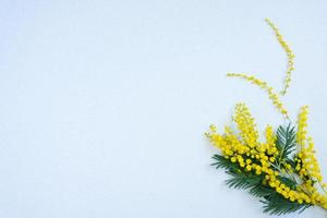 A sprig of yellow mimosa flowers on a blue background with a copy space. Holiday card Easter, March 8, birthday photo