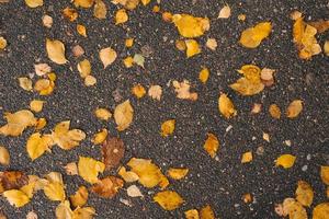 Fallen autumn yellow leaves on the asphalt. Natural autumn background