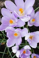 Spring lilac crocuses close-up on the bed bloom in spring. Selective Focus photo