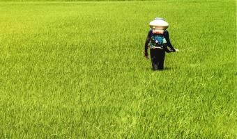 los agricultores están inyectando pesticidas para proteger las plantas en los campos de arroz foto