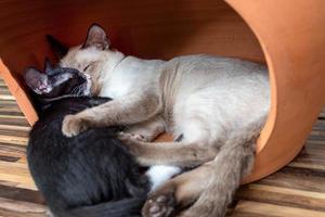 White mother cat sleeping hugging a black kitten photo