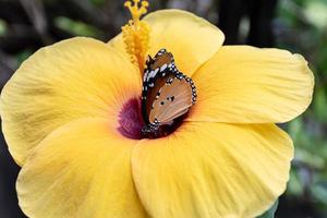 mariposa en una flor de hibisco amarilla foto