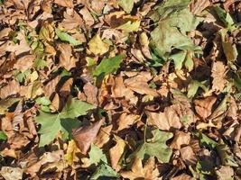 brown leaves texture background photo