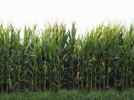 maize plants field background photo