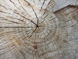 cross section of tree trunk background photo