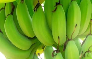 Primer plano de plátanos verdes crudos cultivados en el jardín de plátanos. plantación de banano cultivado. granja de frutas tropicales. planta a base de hierbas para el tratamiento de la diarrea y la gastritis. finca agrícola. alimentos orgánicos. foto