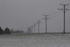 electric poles in a snow winter field . photo