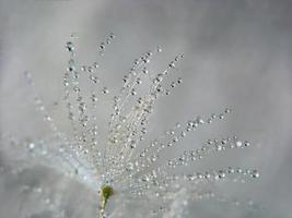 Abstract macro photo of dandelion seed with water drops.