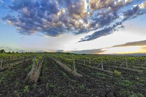 Summer scene of beautiful green vineyard with exciting sky photo