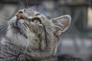 retrato de lindo gato con ojos verdes cerca mirando hacia arriba. fondo borroso foto