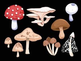 Set of cartoon flat art style drawing vector illustration. Wild mushrooms, some can be eaten and some are toxic and dangerous.