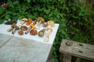 Los hongos comestibles recogidos yacen sobre la mesa en el patio del pueblo. foto