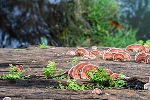Close up shot of mushroom on wood photo