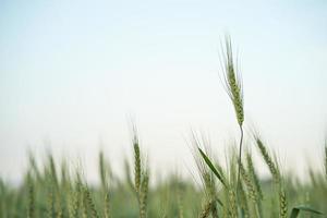Close up image of  barley corns growing in a field photo