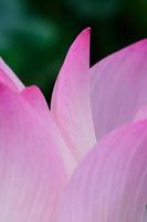primer plano de la flor de loto en el jardín foto
