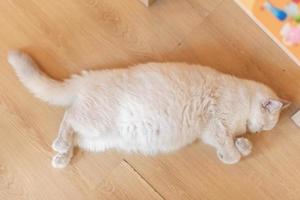 portrait of cute cat laying on the floor. selective focus point photo