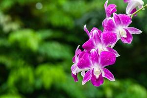 flores de orquídeas frescas moradas en el jardín foto