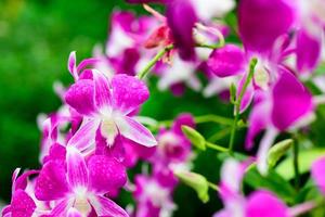 flores de orquídeas frescas moradas en el jardín foto