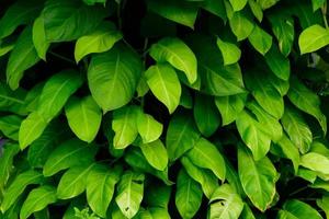 abstract stunning green leaf texture, tropical leaf foliage nature dark green background photo