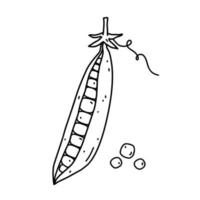 Pea pod isolated on white background. Organic healthy food. Vector hand-drawn illustration in doodle style. Perfect for logo, decorations, recipes, various designs.