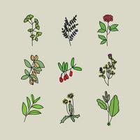 Beautiful Collection of Flowers vector