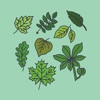 Collection of Leaves vector