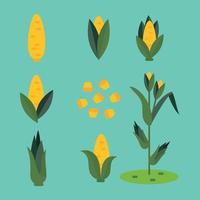 Flat Corn Illustrations vector