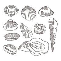 Scallops and Seashells Illustrations vector