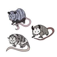 Three cute gray possums with pink noses and tails, interesting marsupial animals vector