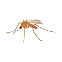 Mosquito is a flying invertebrate animal, a blood-sucking insect that carries Dengue and other diseases vector