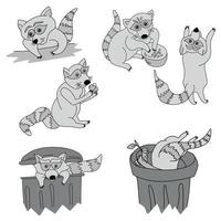 Set of cute raccoons, the animal eats berries and fruits, climbs into the trash can, stands on its hind legs vector