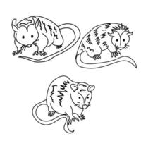 Set of three contour opossums, coloring page with a picture of a marsupial animal for children to explore wildlife vector