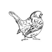 Outline sparrow back view, hand draw vector illustration, bird draw