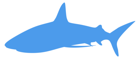 silhueta de tubarão para logotipo, pictograma, site, ilustração de arte, infográfico ou elemento de design gráfico. formato png