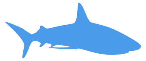 silhueta de tubarão para logotipo, pictograma, site, ilustração de arte, infográfico ou elemento de design gráfico. formato png