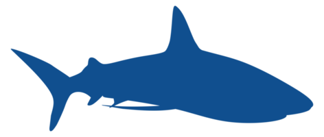 silhouette de requin pour logo, pictogramme, site Web, illustration d'art, infographie ou élément de conception graphique. formatpng png