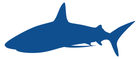 Shark Silhouette for Logo, Pictogram, Website, Art Illustration, Infographic, or Graphic Design Element. Format PNG