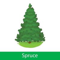 Spruce cartoon tree vector