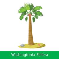 Washingtonia Filifera cartoon tree vector