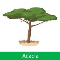 árbol de dibujos animados de acacia vector