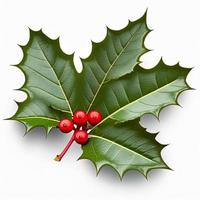 3d christmas holly leaf on isolated white background. Holiday, celebration, december, merry christmas photo