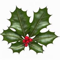 3d christmas holly leaf on isolated white background. Holiday, celebration, december, merry christmas photo