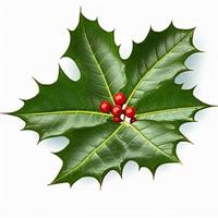 3d christmas holly leaf on isolated white background. Holiday, celebration, december, merry christmas photo