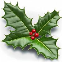 3d christmas holly leaf on isolated white background. Holiday, celebration, december, merry christmas photo