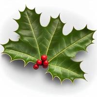 3d christmas holly leaf on isolated white background. Holiday, celebration, december, merry christmas photo