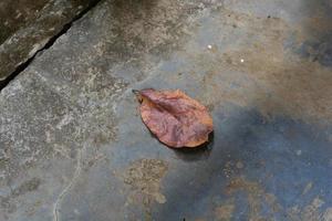 hoja seca roja en el viejo piso de cemento. foto