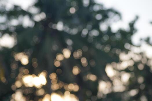 Abstract blur photo of coconut trees and branches in the morning with sunrise background